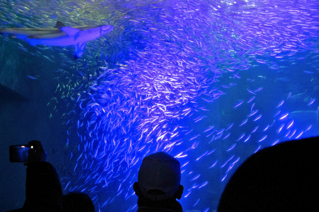 名古屋港水族館、黒潮大水槽