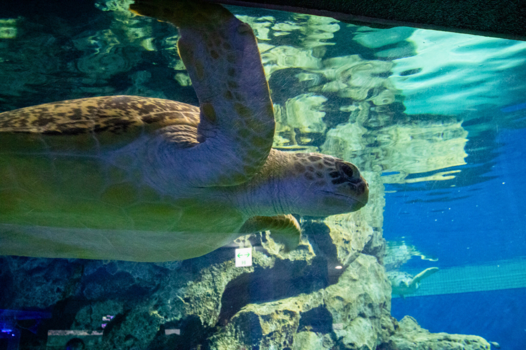 名古屋港水族館、ウミガメ