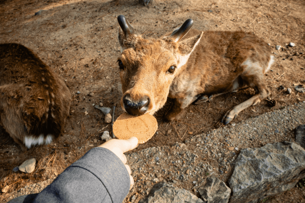奈良公園の鹿