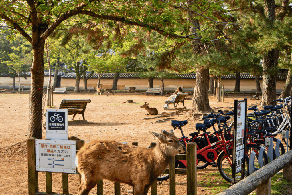 奈良公園