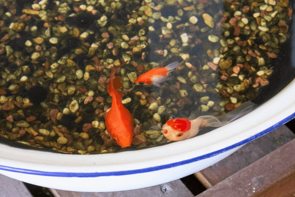 大和郡山、金魚ストリート
