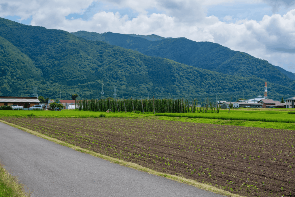 FLORA FERMENTATION(フローラ ファーメンテーション)のホップ畑