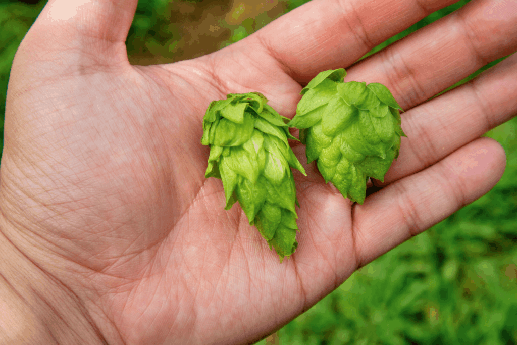 FLORA FERMENTATION(フローラ ファーメンテーション)で栽培しているホップ