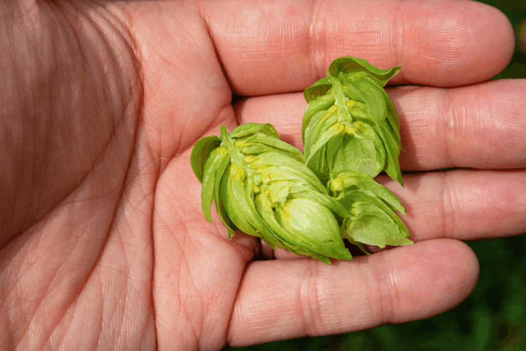 FLORA FERMENTATION(フローラ ファーメンテーション)で栽培しているホップ